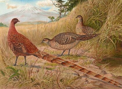 Soemmerring’s Copper Pheasant