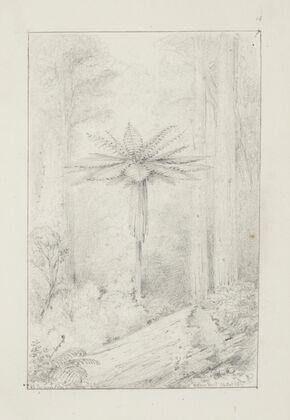 Soft leaved tree fern, Upper Hutt