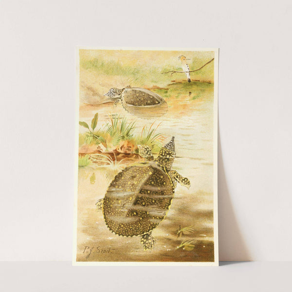 Soft river tortoises (1893-1896) by Pierre Jacques Smit