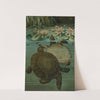 Soft Turtles. by John George Wood