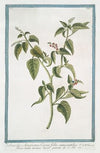 Solanoides Americana, CirceÃ¦ foliis canescentibus – Rivina humilis racemosa baccis puniceil. (rouge plant; pigeon berry; blood berry; baby pepper)