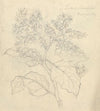 Solanum Adoense