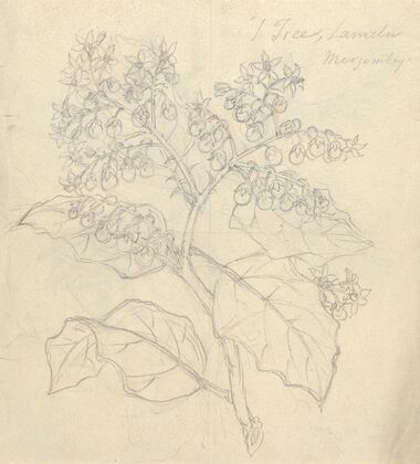 Solanum Adoense