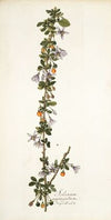 Solanum aggregatum