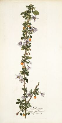 Solanum aggregatum
