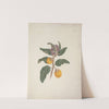 Solanum incanum L. (Wild Egg Plant) by Luigi Balugani