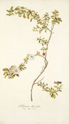 Solanum lycioides