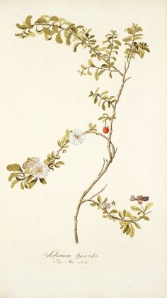 Solanum lycioides