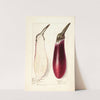 Solanum melongena: Chinese Eggplant by Elsie E. Lower