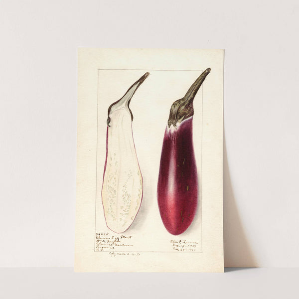 Solanum melongena: Chinese Eggplant by Elsie E. Lower