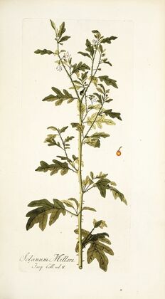 Solanum milleri