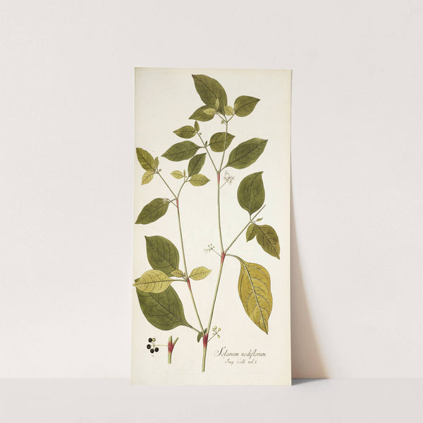 Solanum nodiflorum (1781-1793) by Nikolaus Joseph Freiherr von Jacquin