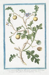 Solanum pomiferum, frutescens, africanum, spinosum, nigricans, Borraganis flore, foliis profunde laciniatis