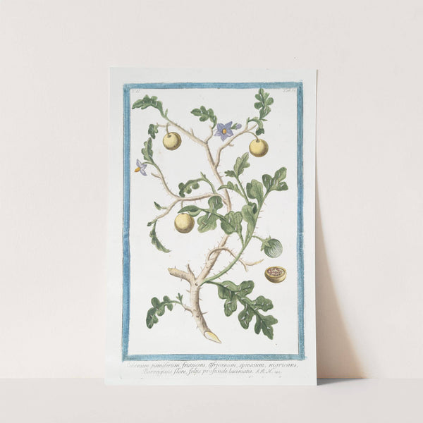 Solanum pomiferum, frutescens, africanum, spinosum, nigricans, Borraganis flore, foliis profunde laciniatis by Giorgio Bonelli