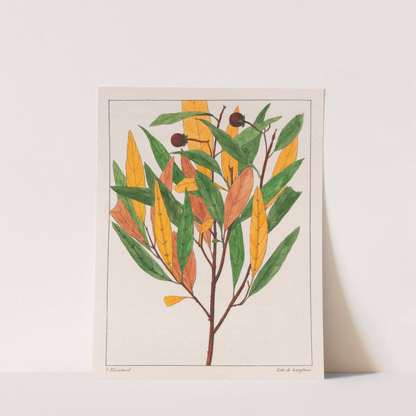 Solanum Pseudoquina (1824-1828) by Auguste de Saint-Hilaire