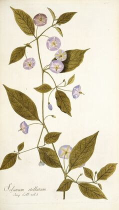 Solanum stellatum