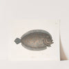 Solea lunata &amp;c., The Sole. by Mark Catesby