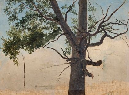 Solitary tree