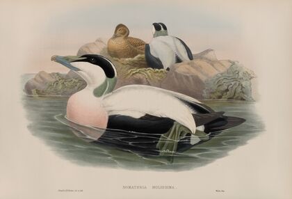 Somateria molissima (1862-1873)