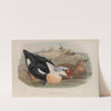 Somateria spectabilis. King Duck (1862-1873) by John Gould