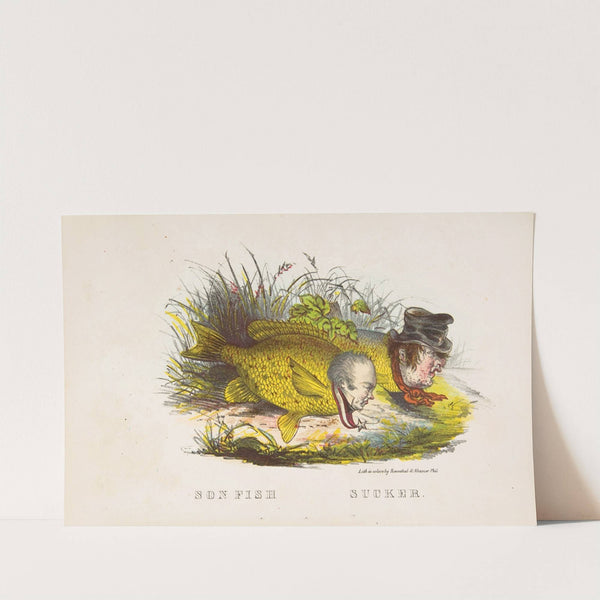 Son Fish and Sucker (1851) by Henry Louis Stephens