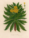 Sonchus torulosus (1818-1824)