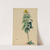 Sonnenblume by Karl Wiener