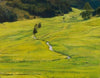 Sonniges Waldtal mit Bach
