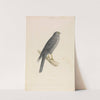 Sooty Falcon by William Swainson