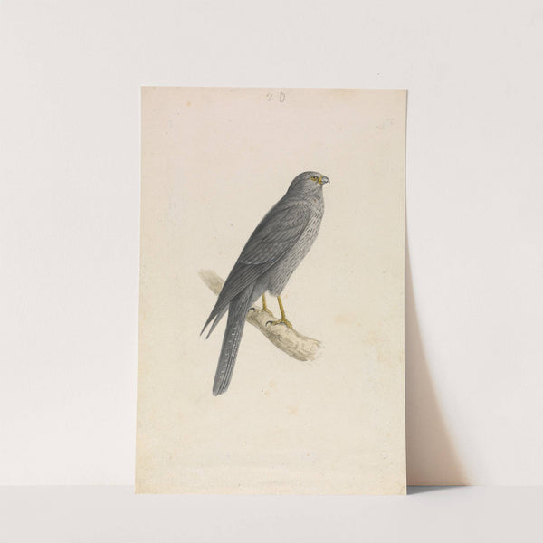Sooty Falcon by William Swainson