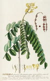 Sophora