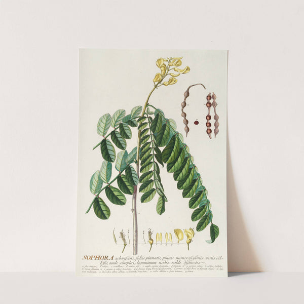 Sophora by Georg Dionysius Ehret