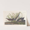 Sora or rail by John James Audubon