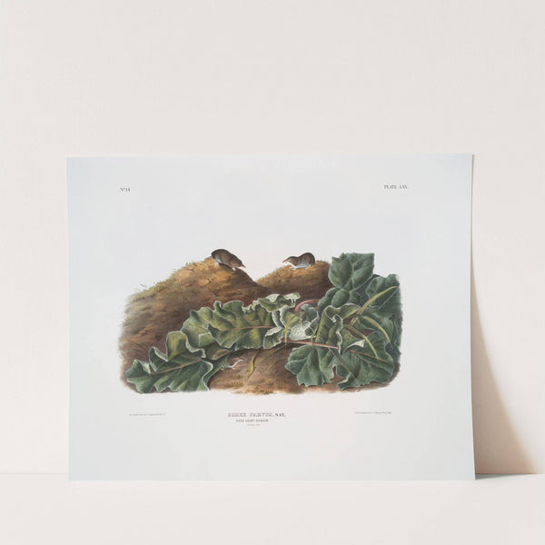 Sorex parvus, Say’s Least Shrew. Natural size. (1845-1848) by John Woodhouse Audubon