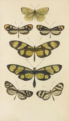 South American Butterflies