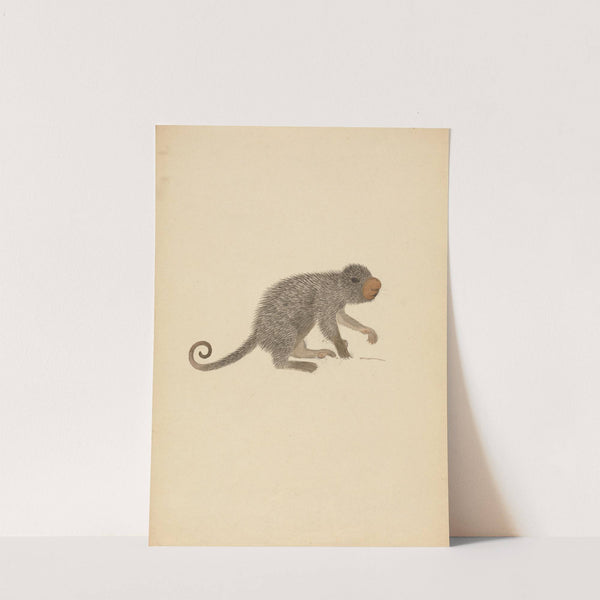 South American Porcupine by James Sowerby