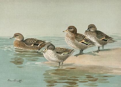 South Georgian Teal, Sharp-Winged Teal, Yellow-Billed Teal, Andean Teal