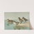 South Georgian Teal, Sharp-Winged Teal, Yellow-Billed Teal, Andean Teal (1922-1926) by Allan Brooks