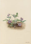 Southern Coast Violet (Viola septemloba) (1919)