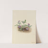 Southern Coast Violet (Viola septemloba) (1919) by Mary Vaux Walcott