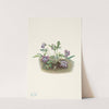 Southern Coast Violet. Viola septemloba (1925) by Mary Vaux Walcott