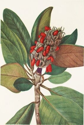Southern Magnolia (fruit). (Magnolia grandiflora) (1925)
