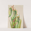 Spanish Bayonet (Yucca baccata) (1935) by Mary Vaux Walcott