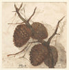Sparappels aan een tak (1844 - 1909)