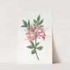Sparkling Azalea by Sydenham Edwards