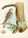 Sparrow Hawk