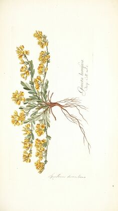 Spartium decumbens