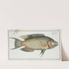 Sparus Chlorourus. (1785-1797) by Marcus Elieser Bloch