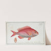 Sparus Erythrinus, The Sea-Roach [Rough]. (1785-1797) by Marcus Elieser Bloch