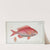 Sparus Erythrinus, The Sea-Roach [Rough]. (1785-1797) by Marcus Elieser Bloch